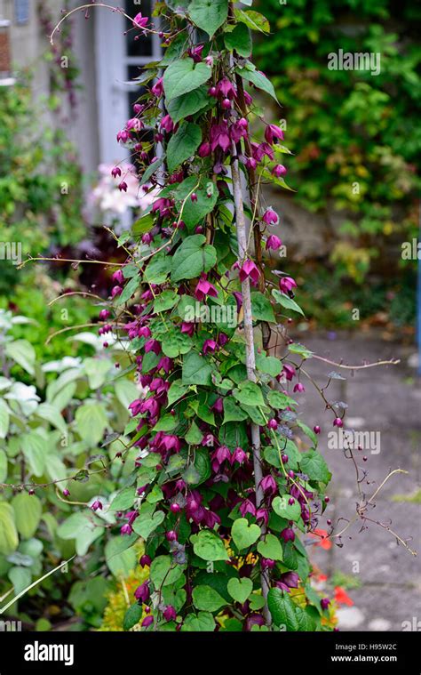 Rhodochiton Atrosanguineus Purple Bell Vine Vines Climber Creeper Train