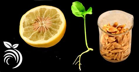 Breeding And Growing Citrus From Seed To Overcome A Deadly Disease