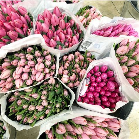 💞flor De Passion On Instagram 💗 Botanical Beauty Tulip Colors