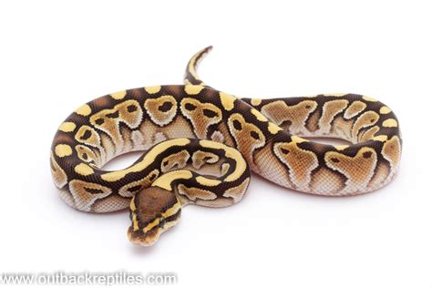 Ball Pythons 81 Of 136 Outback Reptiles
