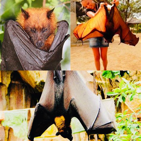 🔥 Giant Golden Crowned Flying Fox Golden Capped Fruit Bat A Species
