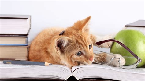 Cat Lying On Books Hd Animals 4k Wallpapers Images