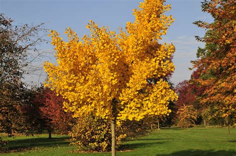 23 Gorgeous Ginkgo Tree Varieties Progardentips