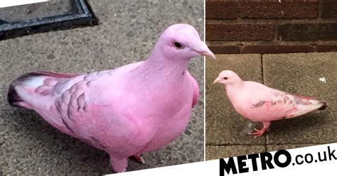 Everyones In A Flap Over This Bizarre Pink Pigeon Metro News