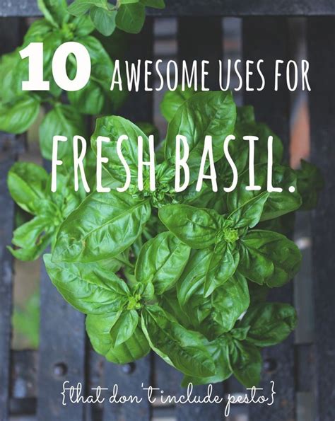 10 Awesome Uses For Fresh Basil That Doesnt Include Pesto Garden