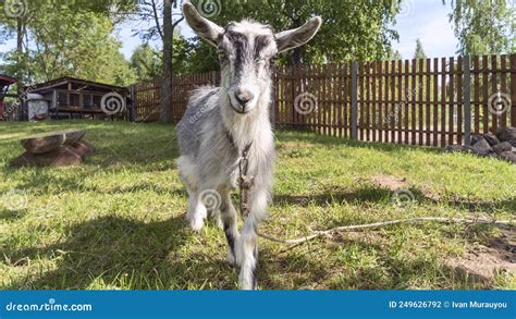 Domestic Piebald Goat Graze In The Meadow In Summer Feeding Of Cattle