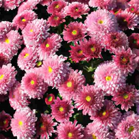 Chrysanthemum Symbolism And Flower Meaning Know Everything