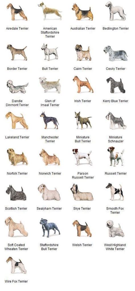 Akc Breeds By Group Terrier Dogs 5 Of 7 Akc Breeds Terrier Breeds