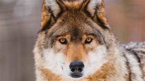 Wolf History And Some Interesting Facts