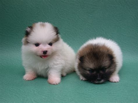 Check spelling or type a new query. Puppy Cute: Pomeranian Puppy