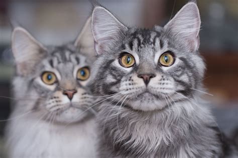 Since maine coons are outgoing and friendly, you can also identify them by observing their behavior and personalities. Maine Coon Cat - Full Profile, History, and Care