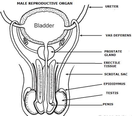 (iii) the human female reproductive system where zygote is implanted is uterus. Human male reproductive system. Sketch the labeled diagrams.