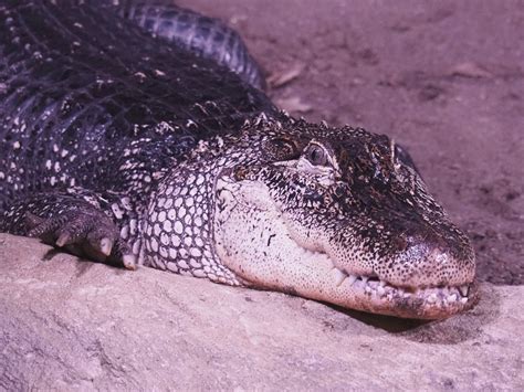 American Alligator Alligator Mississippiensis 2021 07 17 Zoochat