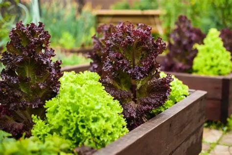 How To Grow Salad Bowl Lettuce In Containers Grower Today