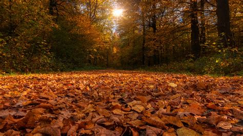 Forest Path Covered By Dry Autumn Leaves And Sunbeam Through Trees K HD Nature Wallpapers HD