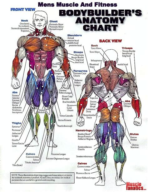 Bodybuilders Anatomy Chart Gym Workout Muscle Groups To Workout