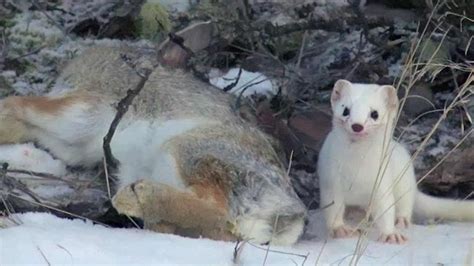 Cute But Deadly Weasel Animal Attacks Love Nature