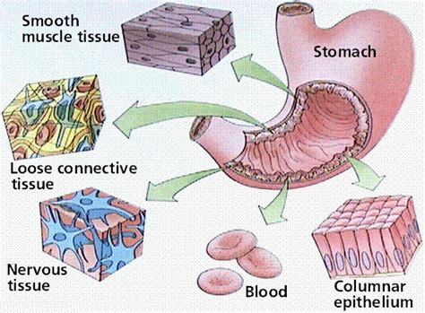 Human Physiology Cell Structure And Function