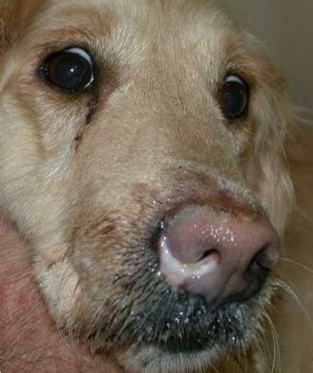Mucopurulent Nasal Discharge In A Dog Affected By Sinonasal