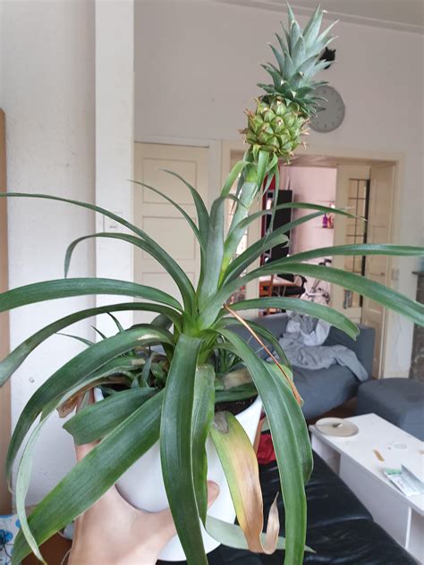 Tips For Taking Care Of This Pineapple Plant It Hasnt Been Doing Very