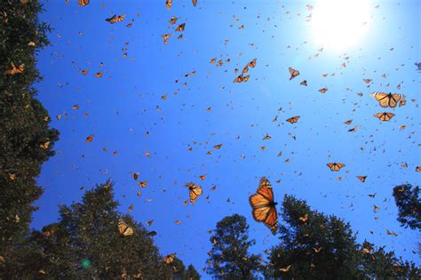 Where Have All The Monarch Butterflies Gone Candi
