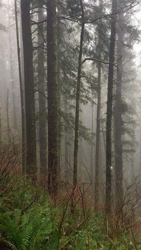 A Foggy Forest Hike On The Oregon Coast Adventure Photographer