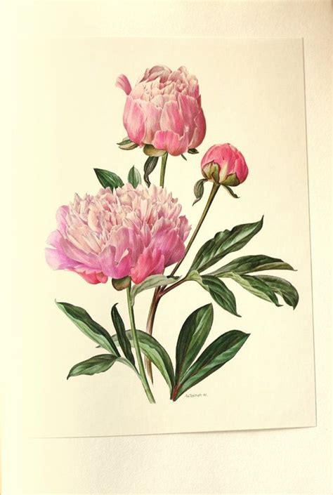 1972 Vintage Peony Poster In Delicate Shades Of Pink My Favorite