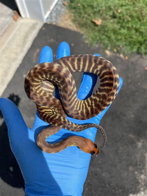 Available Woma Pythons — Zion Hill Exotics