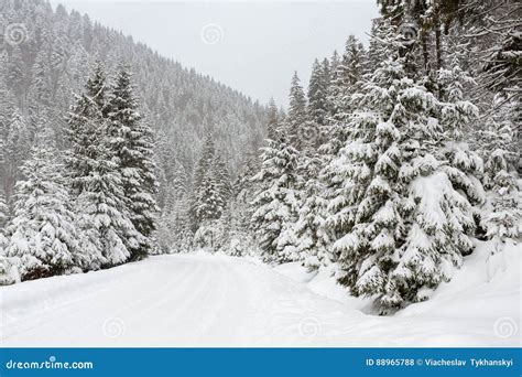 Snow Covered Fir Trees In Mountains Stock Photo Image Of Hoarfrost