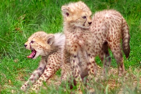 Cheetah Cubs Playing A Photo On Flickriver