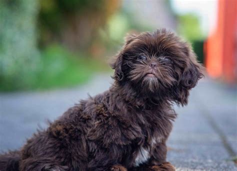 Shih Poo Dog Breed Health And Care Petmd