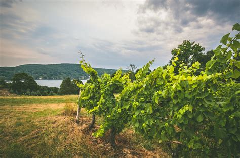 10 Best Wineries In Ct Mint Condition Portal Photogallery