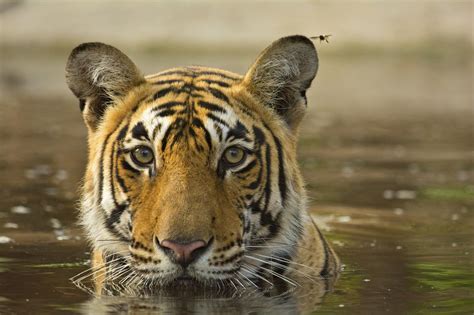 Tigre Del Bengala Habitat E Caratteristiche