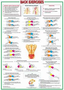  Back Muscle Chart Pin By Andy Post On Exercises With Images
