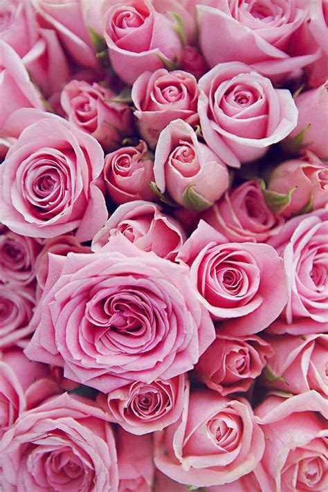 Which Type Of Rose Are You Beautiful Flowers Pink Roses Pretty Flowers