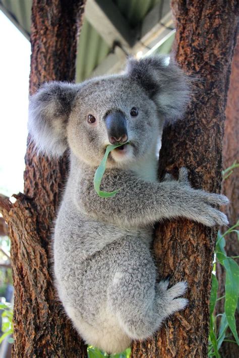 Kissing Koalas At Taronga Zoo Zooborns