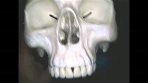 Inferior Nasal Conchae Bones Youtube