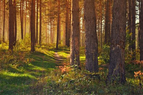 Wallpaper Forest Path Trees Landscape Summer Hd Widescreen High