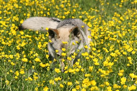 Flowers And Wolves Go Together Really By Terry Spear