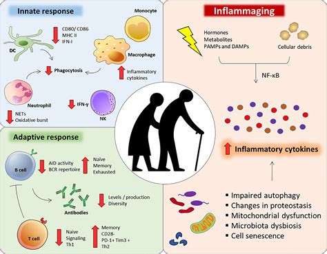 Frontiers I Mmunosenescence And Inflammaging Risk Factors Of Severe
