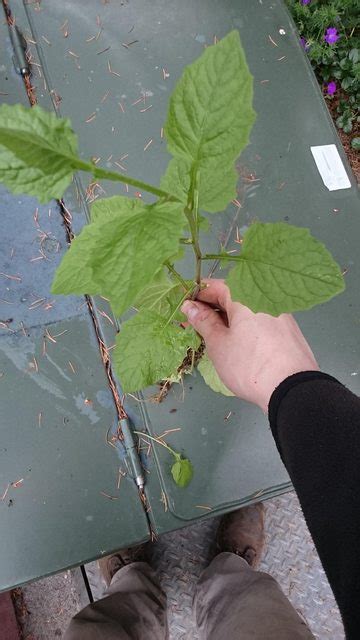 Identification What Is This Tall Vigorous Weed Gardening