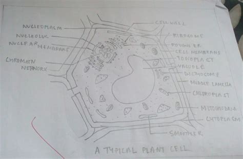 Animals cells have all of the following except: draw a neat diagram of plant cell and label the following ...