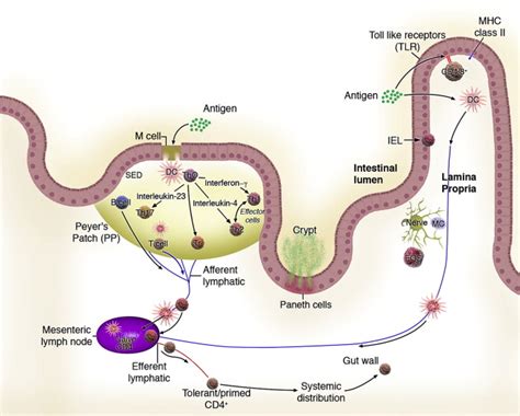 Mucosal Immunology Eosinophilic Esophagitis And Other Intestinal