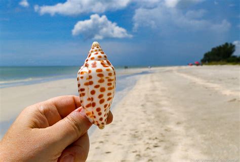 Where To Find The Best Shelling Beach On Sanibel Island Florida