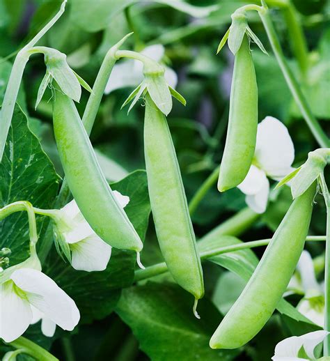 Green Peas Sugar Snap Style Perfect For Container Growing