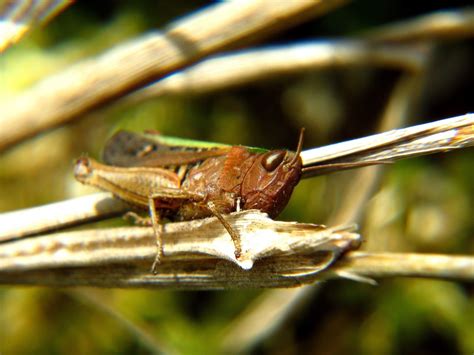 Fotos Gratis Naturaleza Fotografía Fauna Silvestre Invertebrado