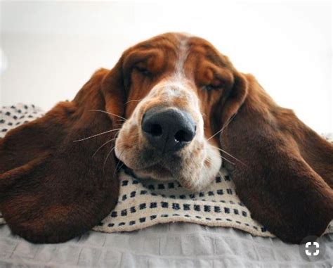 Pin By Richard Wald On Sleepy Bassett Hounds With Images