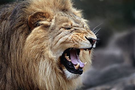 Angry Lion Stock Photos Pictures And Royalty Free Images Istock
