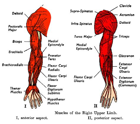 Muscles Of Upper Limb Unlabeled Arm Muscle Anatomy Ar