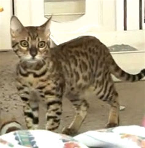 Rescue Bengal Kitten Introduction To Adult Cats Love Meow